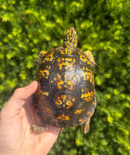 Load image into Gallery viewer, Adult ‘High-Yellow’ Eastern Box Turtle (Female)
