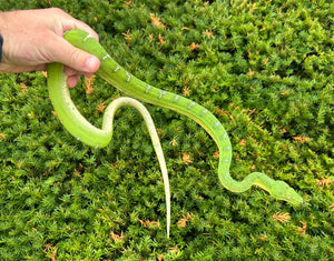 Juvenile Emerald Tree Boa (Male 1)