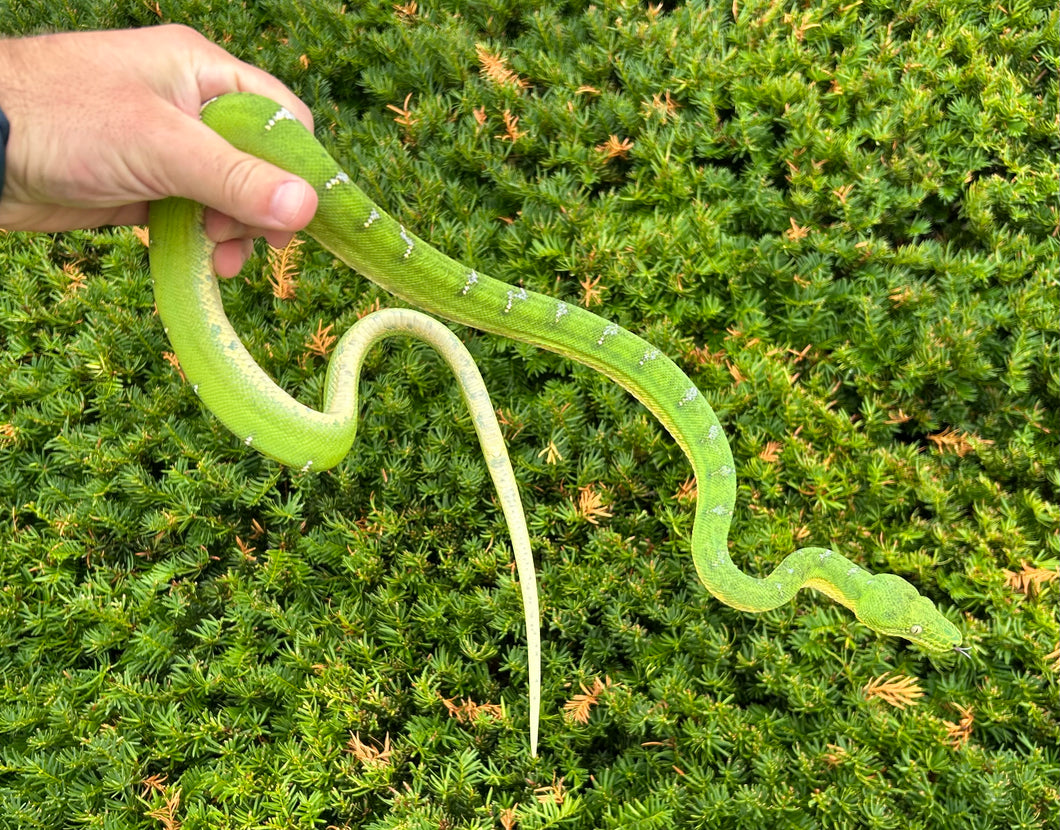 Juvenile Emerald Tree Boa (Male 1)