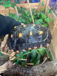 Adult Red Foot Tortoise (Male)