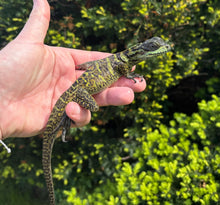 Load image into Gallery viewer, Small Sailfin Dragon (7)