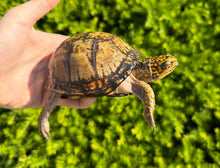 Load image into Gallery viewer, Adult ‘High-Yellow’ Eastern Box Turtle (Female)