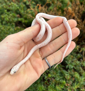 Baby Palmetto Corn Snake (Male 1) – Scales and Tails of Ohio