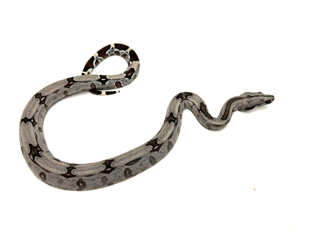 Baby Guyana Boa (Female 1)