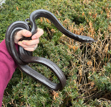 Load image into Gallery viewer, Adult Black Jansen’s Ratsnake