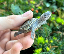 Load image into Gallery viewer, Baby Blue Concentric Diamonback Terrapin