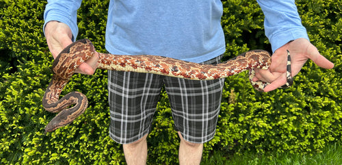 Adult Solomon Island Ground Boa (Male 1)