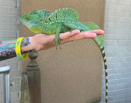 Adult Green Basilisk (Male 2)