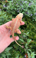 Load image into Gallery viewer, Baby Red Leatherback Bearded Dragon (2)