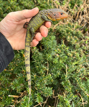 Load image into Gallery viewer, Small Caiman Lizard (1)