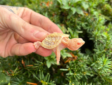 Load image into Gallery viewer, Baby Albino Snapping Turtle
