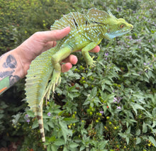 Load image into Gallery viewer, Adult ‘High-Blue’ Green Basilisk (Male)