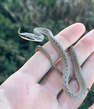 Load image into Gallery viewer, Baby Rhino Ratsnake (Male)