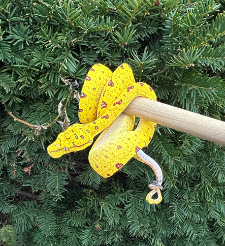 Baby Biak Green Tree Python (2)
