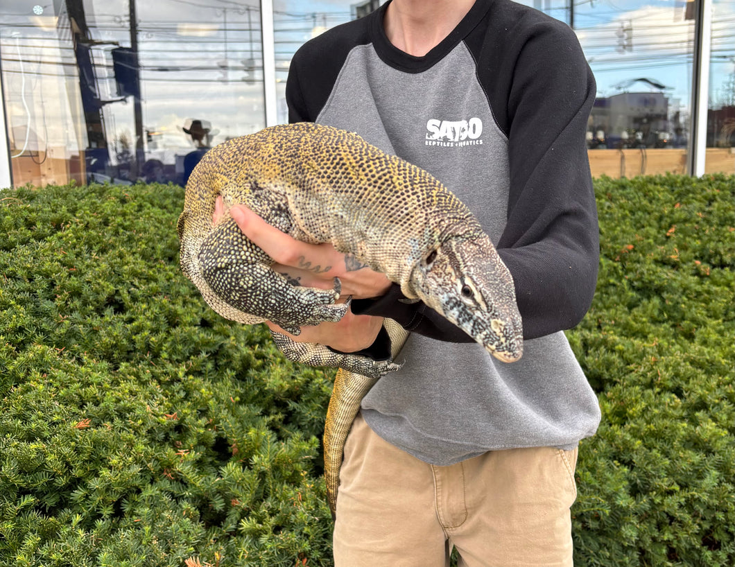 Adult Nile Monitor (Female)