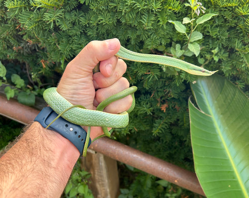 Sub-Adult Rhino Ratsnake (Female)