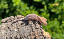 Load image into Gallery viewer, Baby Crested Gecko (5)
