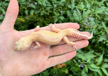 Load image into Gallery viewer, Adult Leopard Gecko (Female 3)