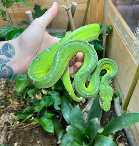 Sub-Adult Emerald Tree Boa (Male 1)