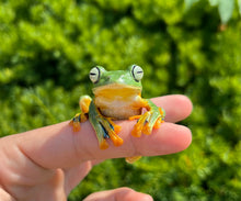 Load image into Gallery viewer, Black-Webbed Flying Frog