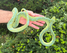 Load image into Gallery viewer, Adult XL ‘High-Blue’ Sorong Green Tree Python (Male)