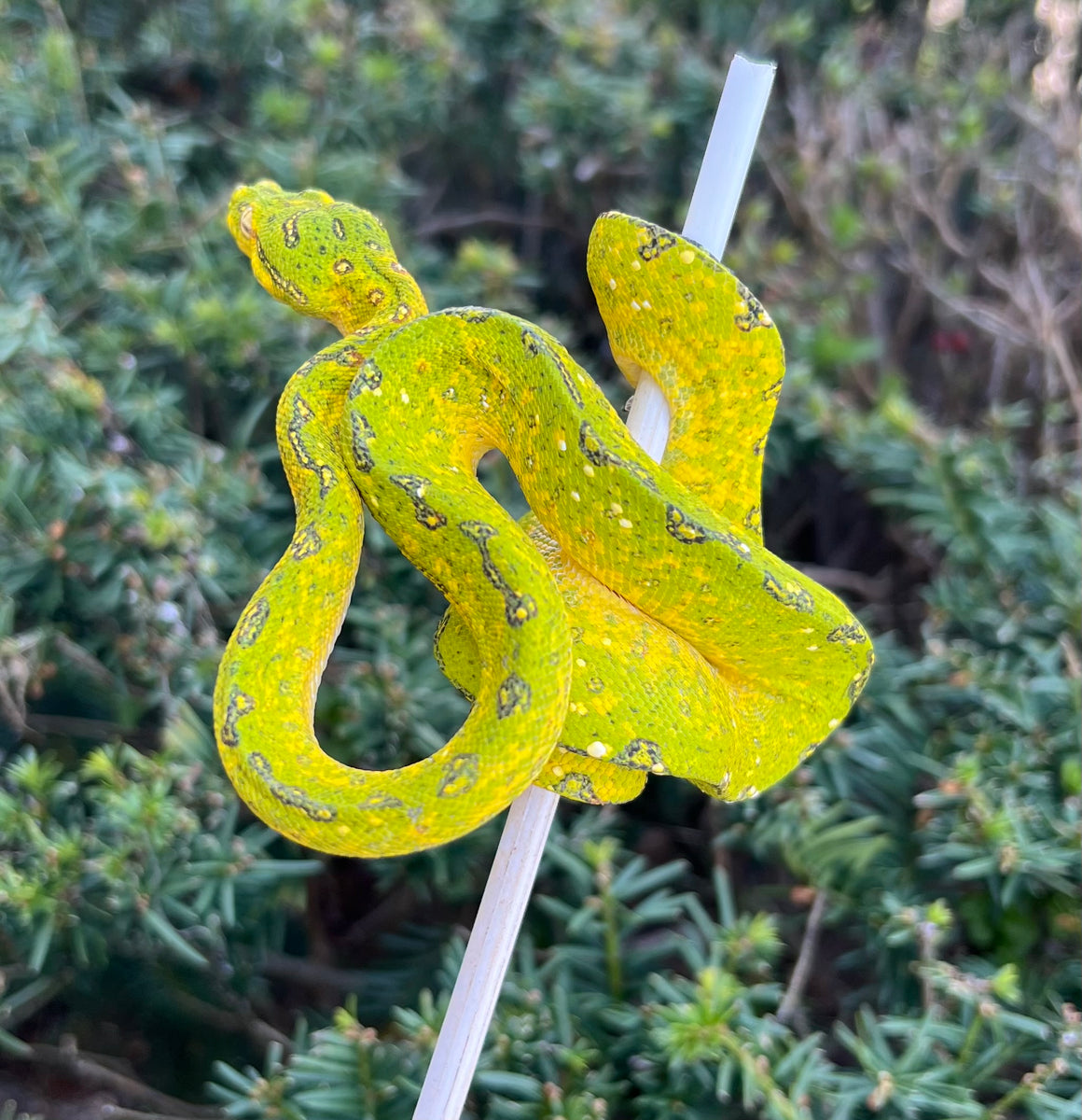 Juvenile Biak Green Tree Python (Male) – Scales and Tails of Ohio