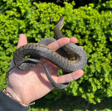 Load image into Gallery viewer, Sub-Adult Green Water Snake (Female 1)