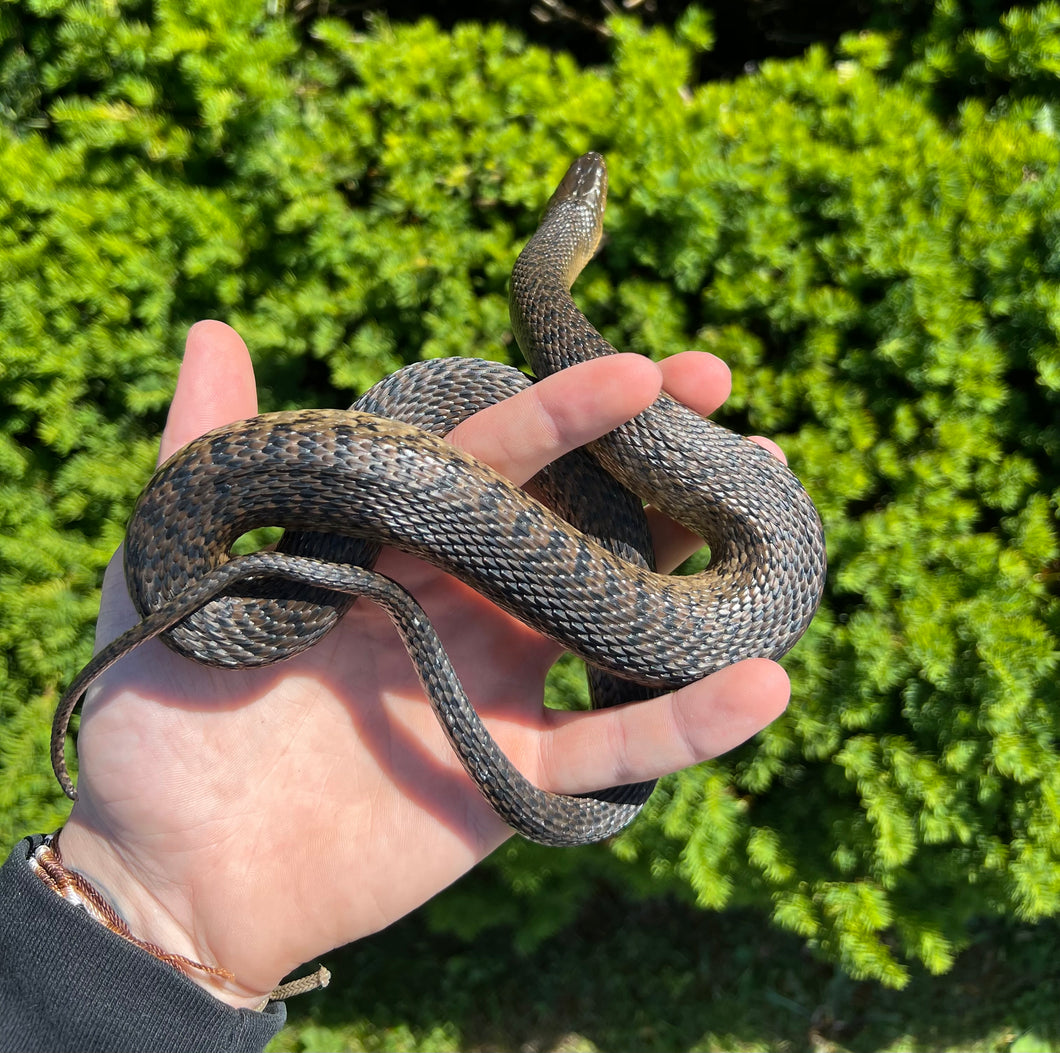 Sub-Adult Green Water Snake (Female 1)