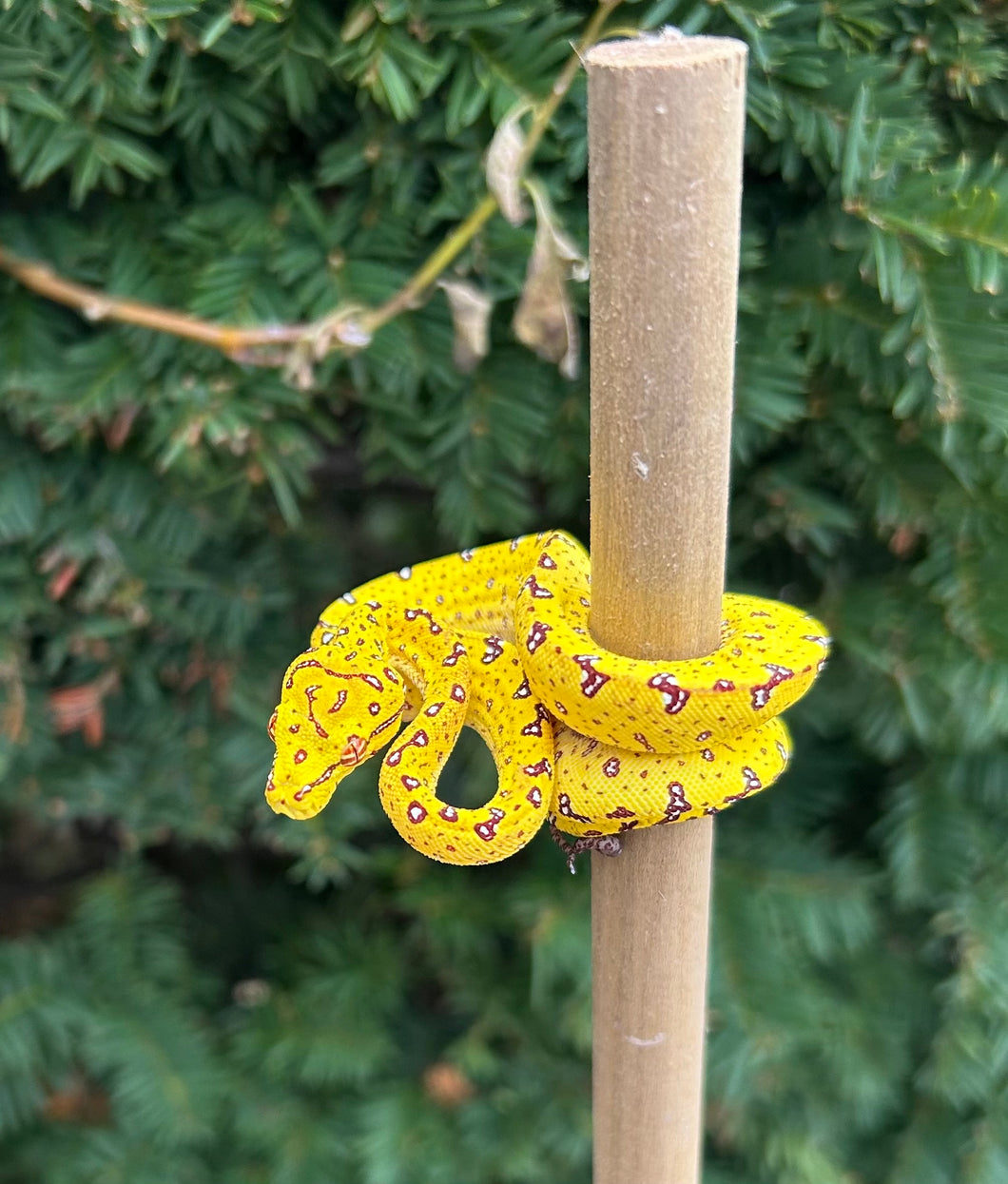Baby Biak Green Tree Python (1)