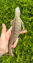 Load image into Gallery viewer, Juvenile Lewisi Rock Iguana (Male 1)