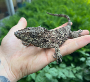 Adult Cuban False Chameleon
