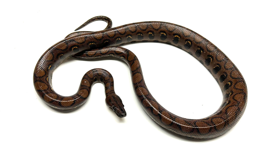 Sub-Adult Brazilian Rainbow Boa (Male 2)