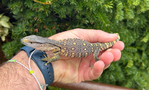 Baby Black Throat Monitor (4)