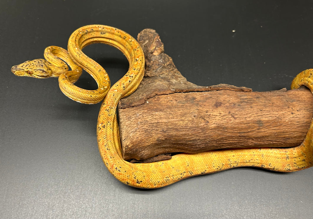 ‘Colored’ Amazon Tree Boa (Male 8)