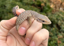 Load image into Gallery viewer, Baby Savannah Monitor