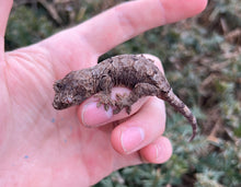 Load image into Gallery viewer, Juvenile Mainland Chahoua Gecko (3)
