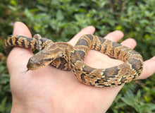 Load image into Gallery viewer, Juvenile False Water Cobra (Male)