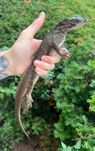 Load image into Gallery viewer, Juvenile Giant Sailfin Dragon