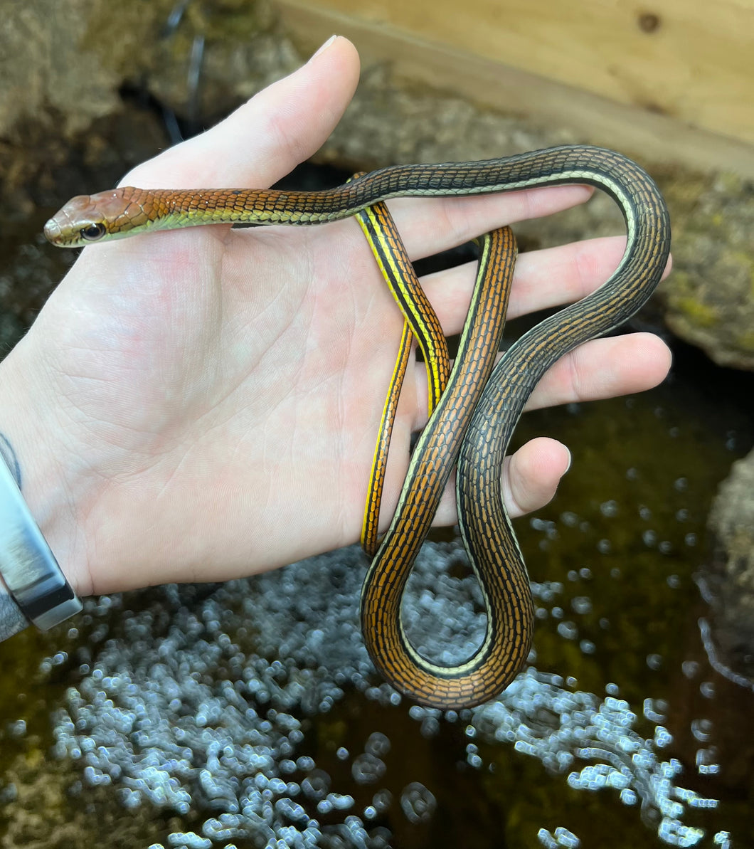 Juvenile Striped Bronzeback Snakes (Pair)