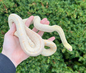 Sub-Adult Albino Bullsnake (Female)