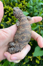 Load image into Gallery viewer, Small Ornate Uromastyx (5)