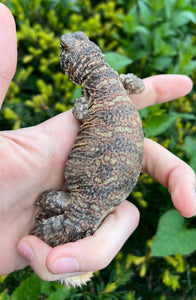 Small Ornate Uromastyx (5)