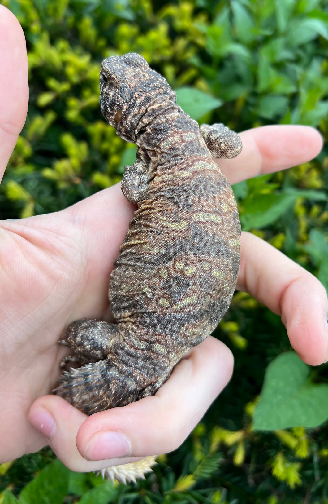 Small Ornate Uromastyx (5)