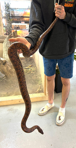 XL Adult Brazilian Rainbow Boa (Male)