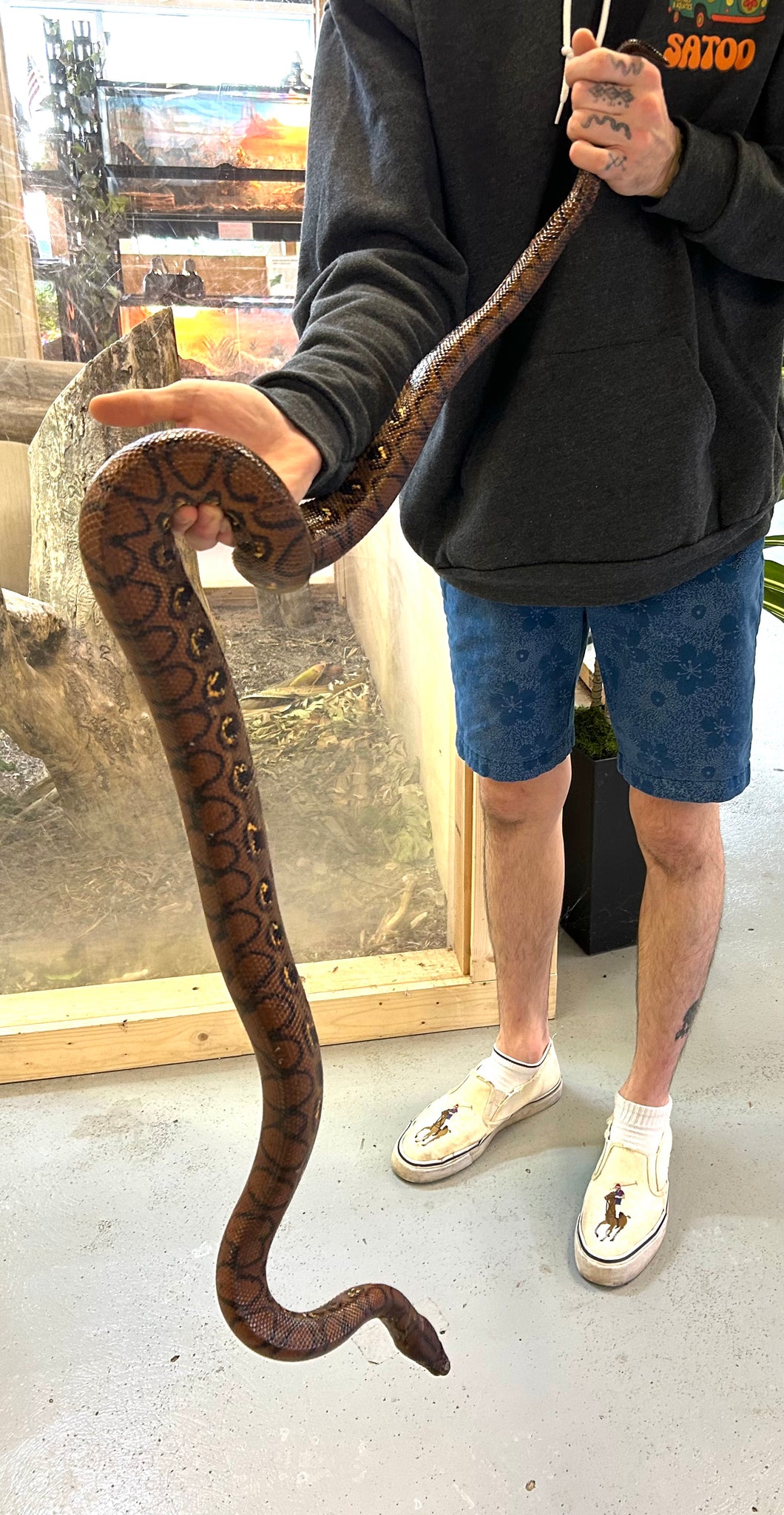 XL Adult Brazilian Rainbow Boa (Male)
