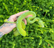 Load image into Gallery viewer, Adult Sorong Green Tree Python (Male 3)
