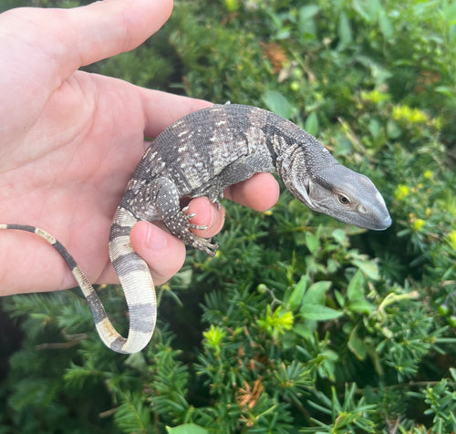Baby White Throat Monitor (1)