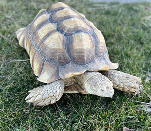 Adult Sulcata Tortoise (Male)