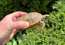 Load image into Gallery viewer, 4” Yellow-Foot Tortoise (1)