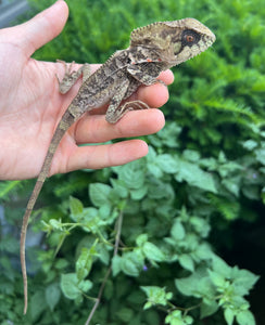 Adult Helmeted Iguana